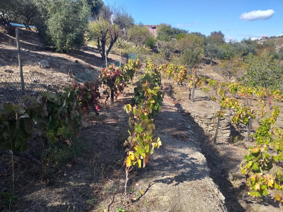 Nua propriedade de Terreno · Alijó — imagen 2