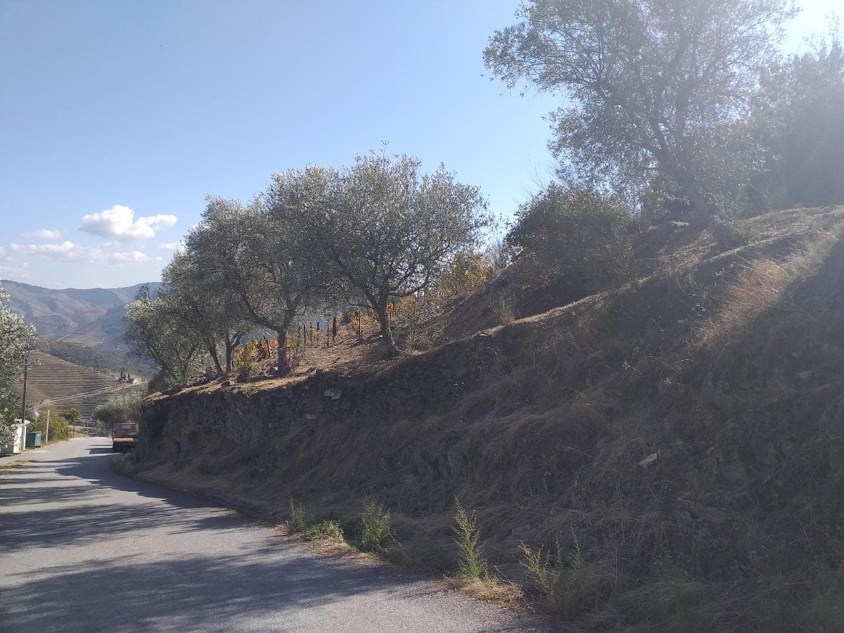Nua propriedade de Terreno · Alijó — imagem 2