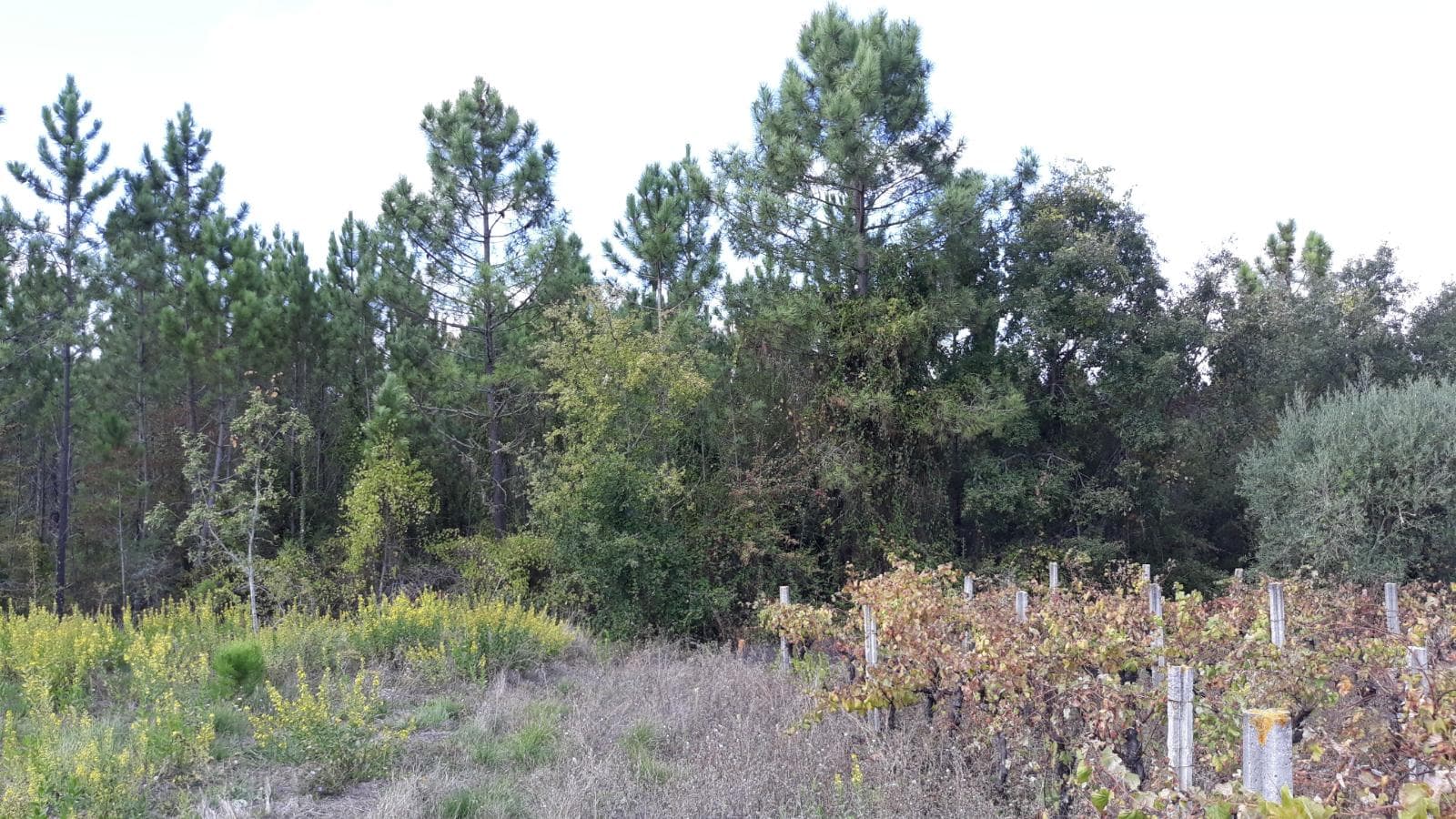 1/5 Terreno · Pombal — imagem 3