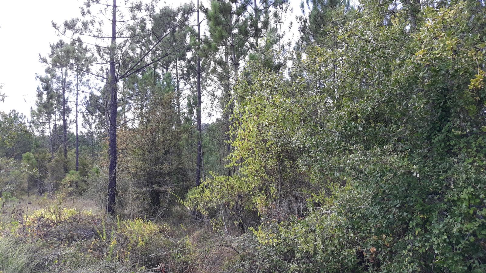 1/5 Terreno · Pombal — imagem 1
