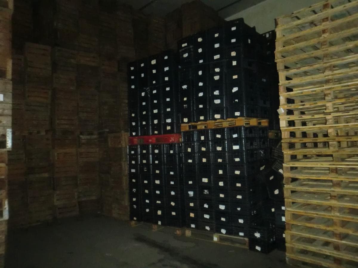 Cestos Plásticos + Paletes de Madeiras + Caixas de Cartão — image 1