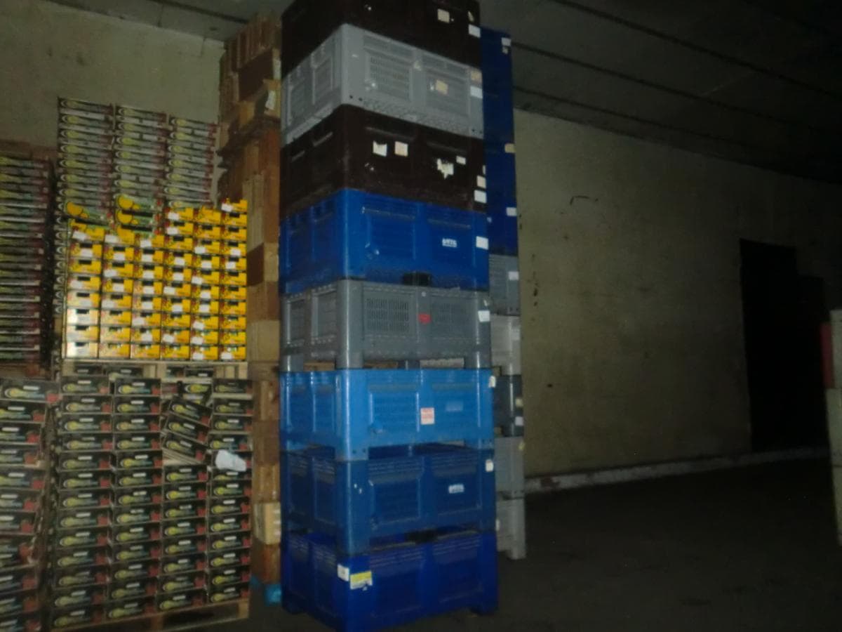 Cestos Plásticos + Paletes de Madeiras + Caixas de Cartão — image 8