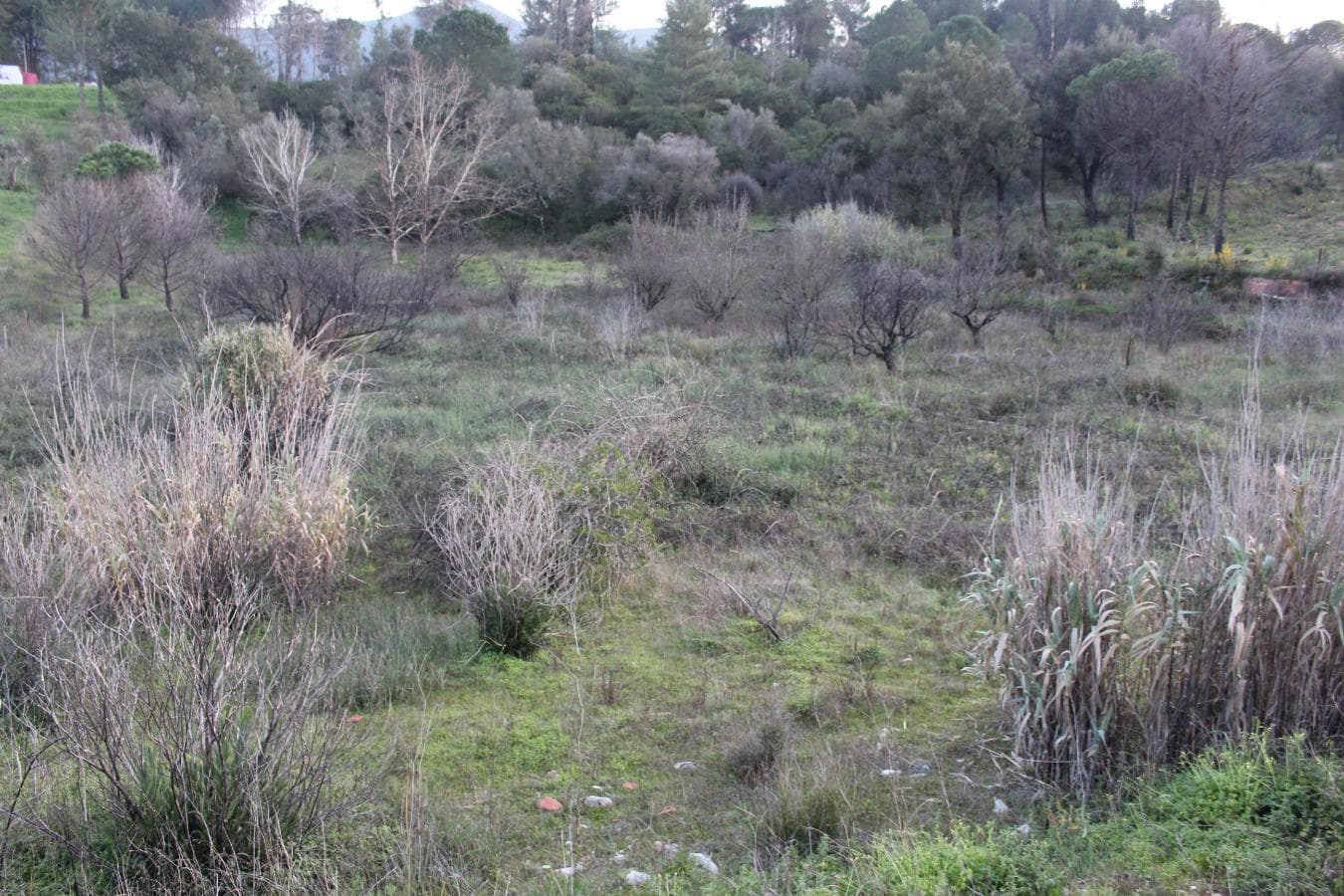 Terreno · São Lourenço, Setúbal — imagen 1