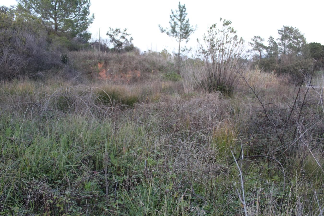 Terreno · São Lourenço, Setúbal — imagen 2