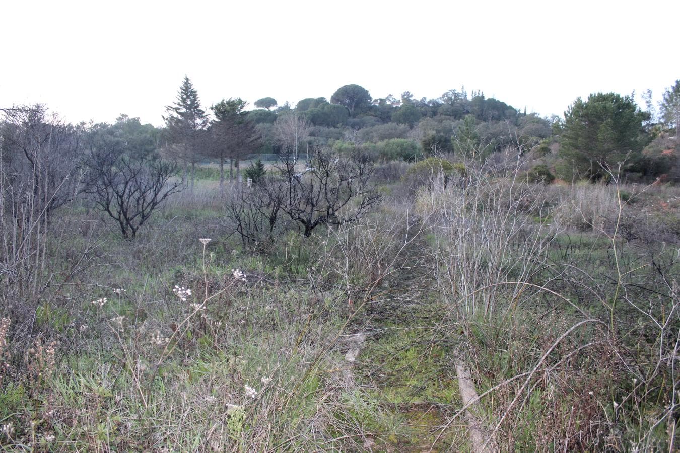 Terreno · São Lourenço, Setúbal — imagen 5