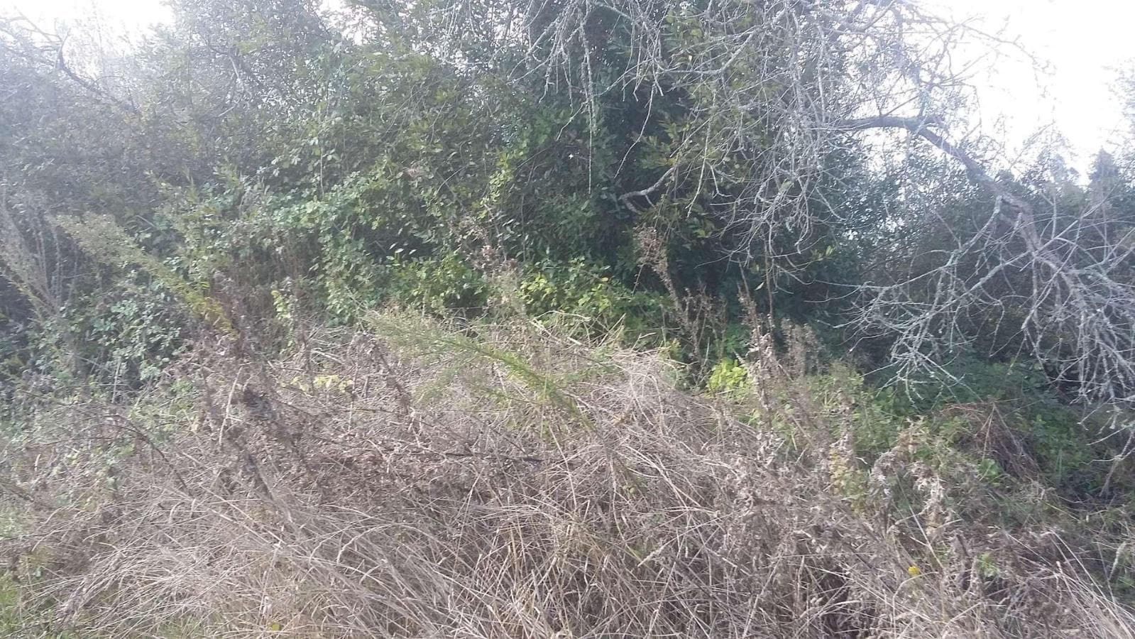 Terreno · Vagos, Aveiro — imagen 3