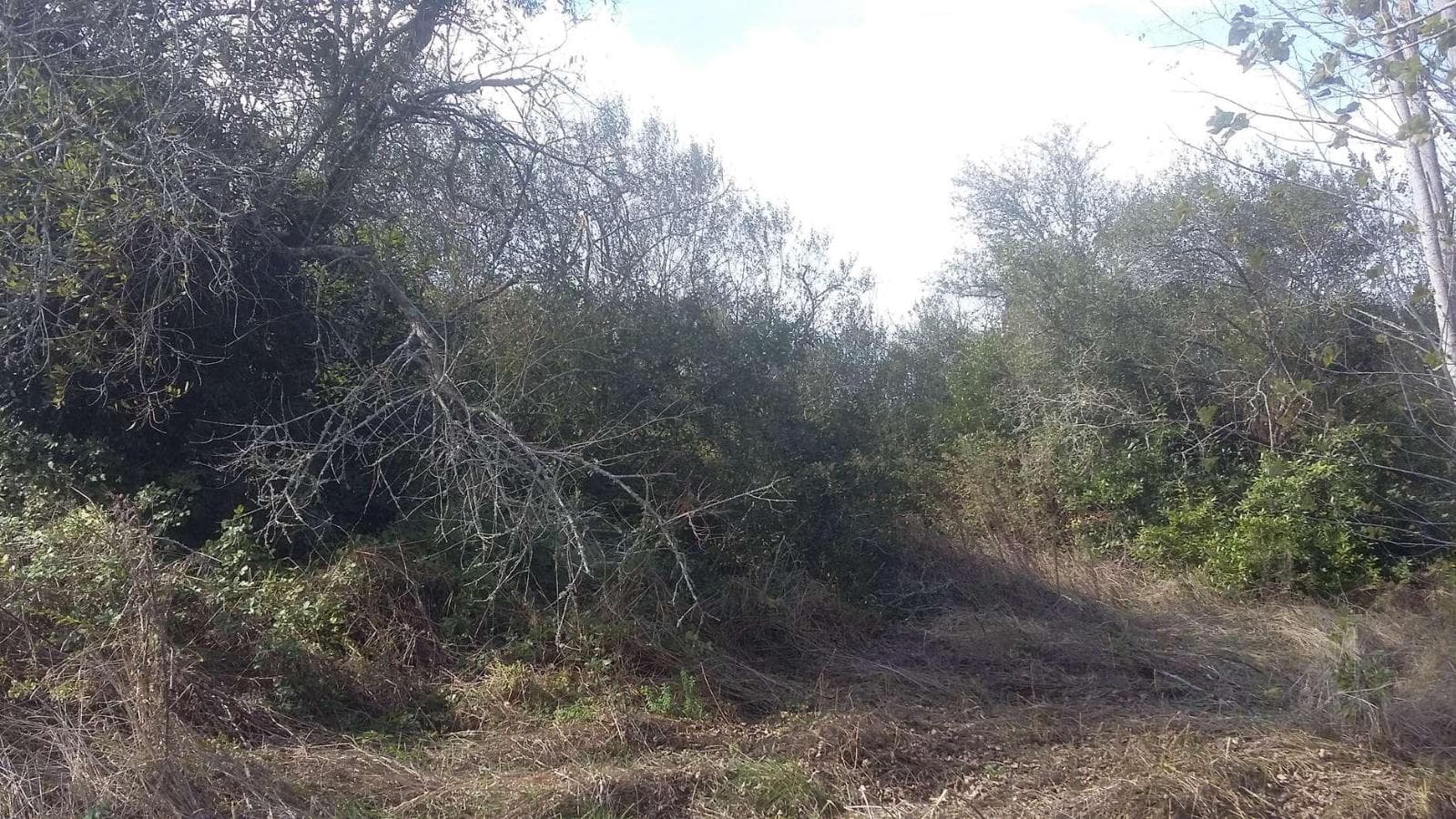 Terreno · Vagos, Aveiro — imagen 4