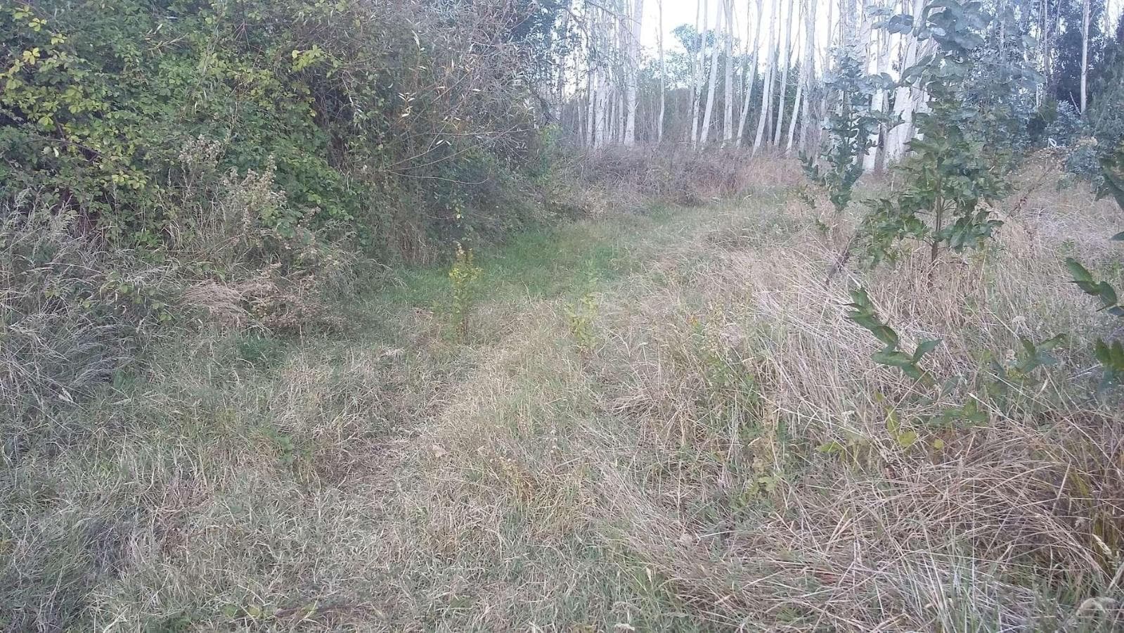Terreno · Vagos, Aveiro — imagen 1