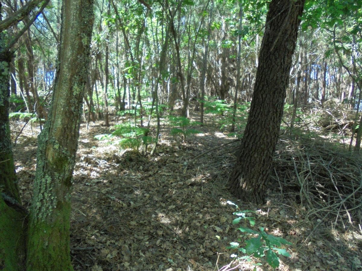Terreno · Viseu — image 8