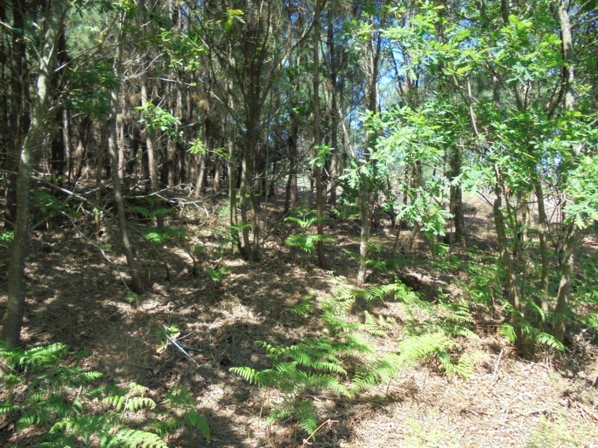 Terreno · Viseu — image 9