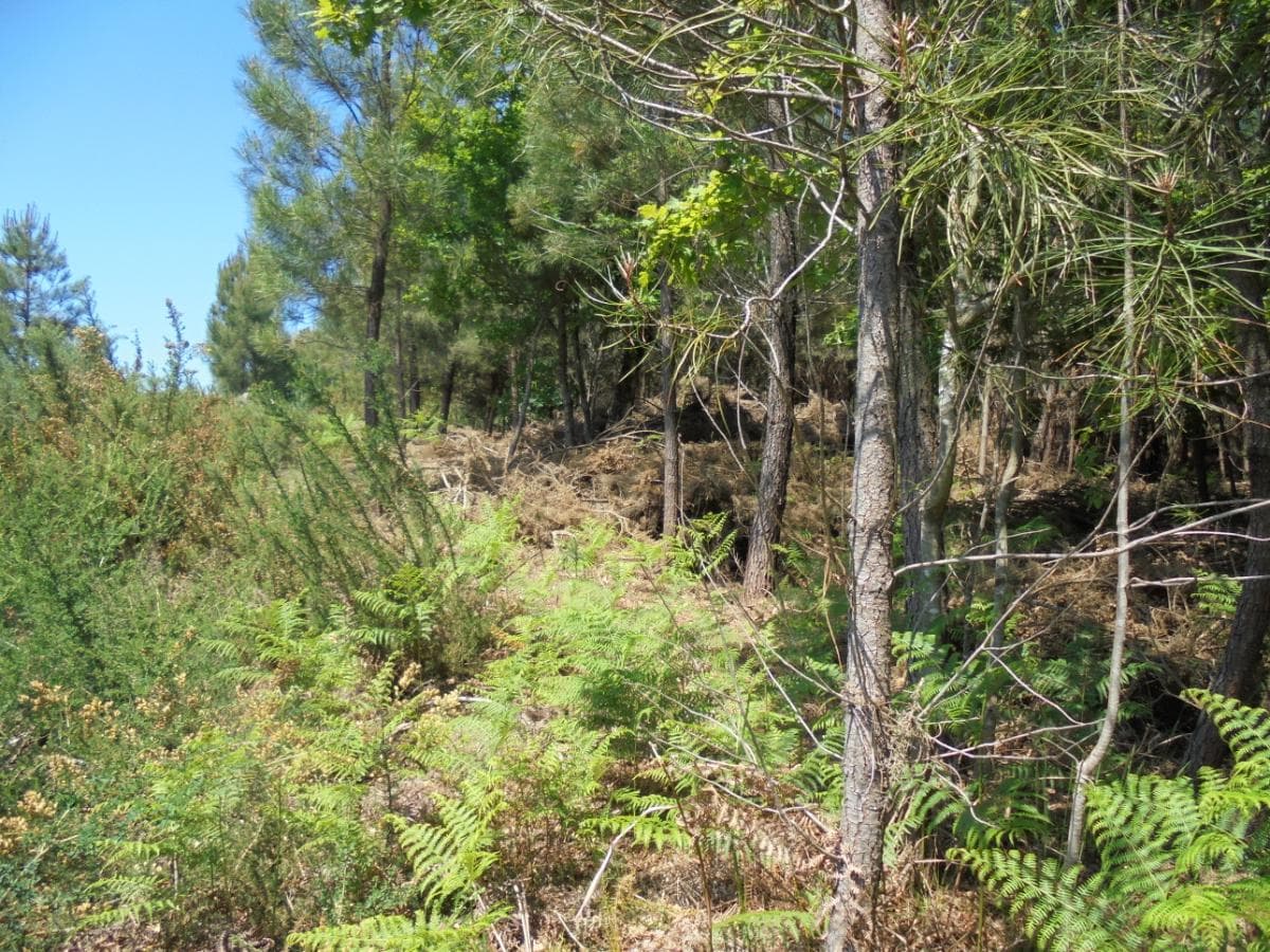 Terreno · Viseu — image 10