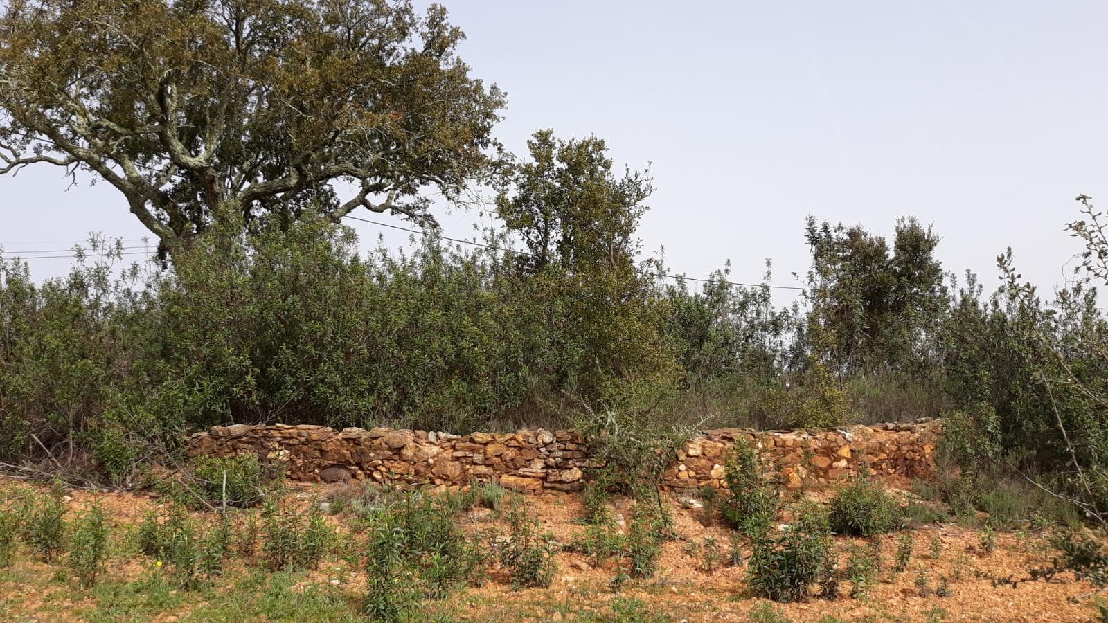 Moradias (Ruínas) + Terreno · Arronches — imagem 10