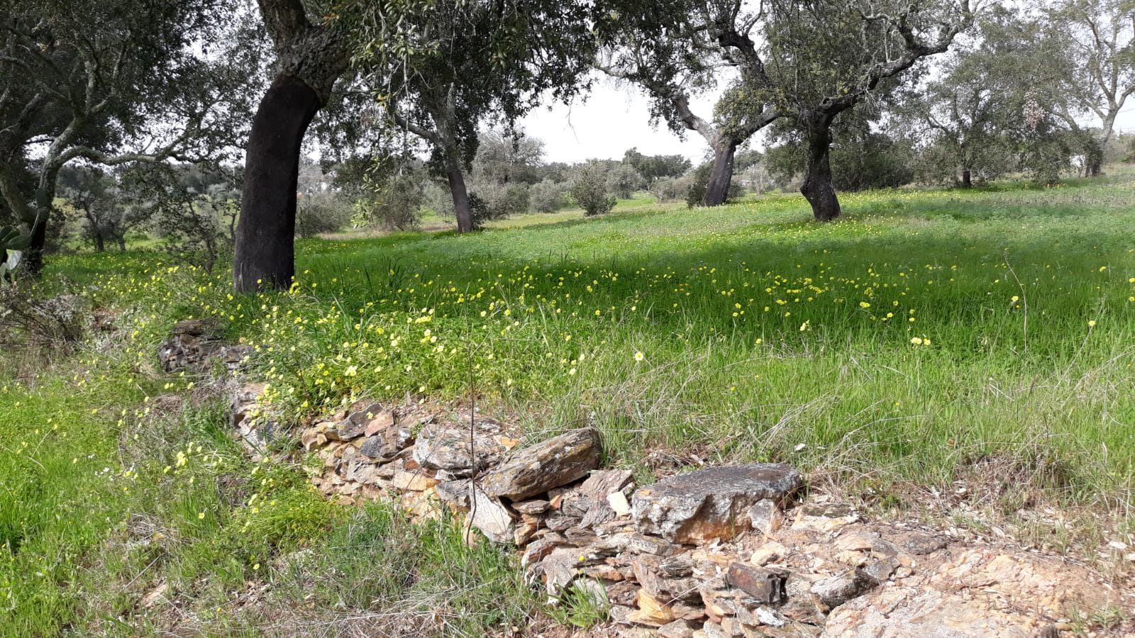 Moradias (Ruínas) + Terreno · Arronches — imagem 12