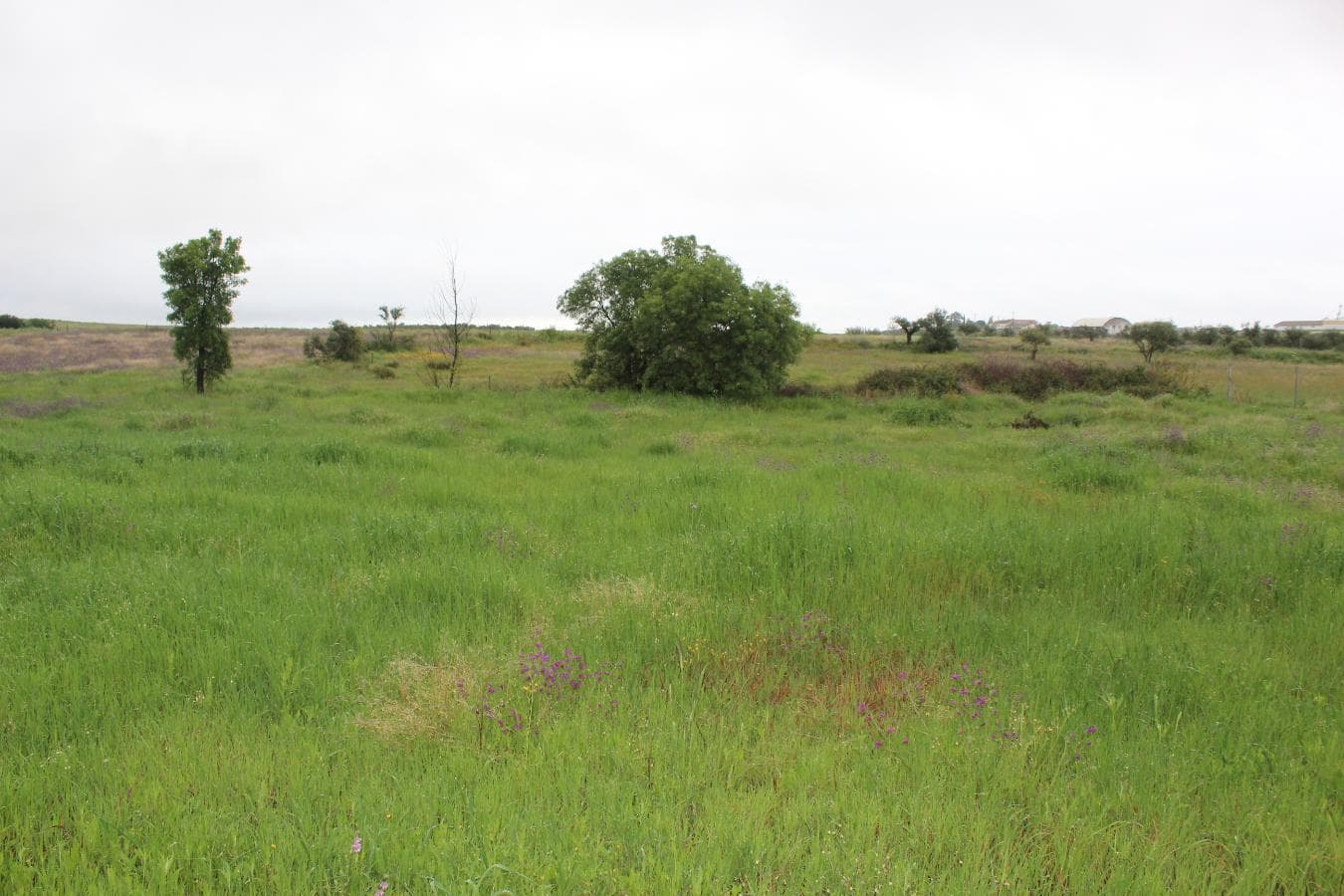Terreno · Campo Maior