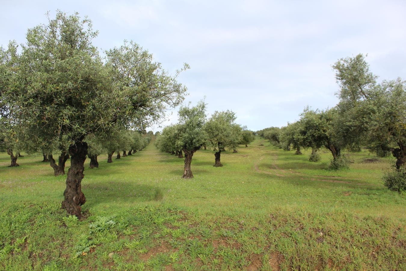 2/12 Terreno · Campo Maior — imagen 5