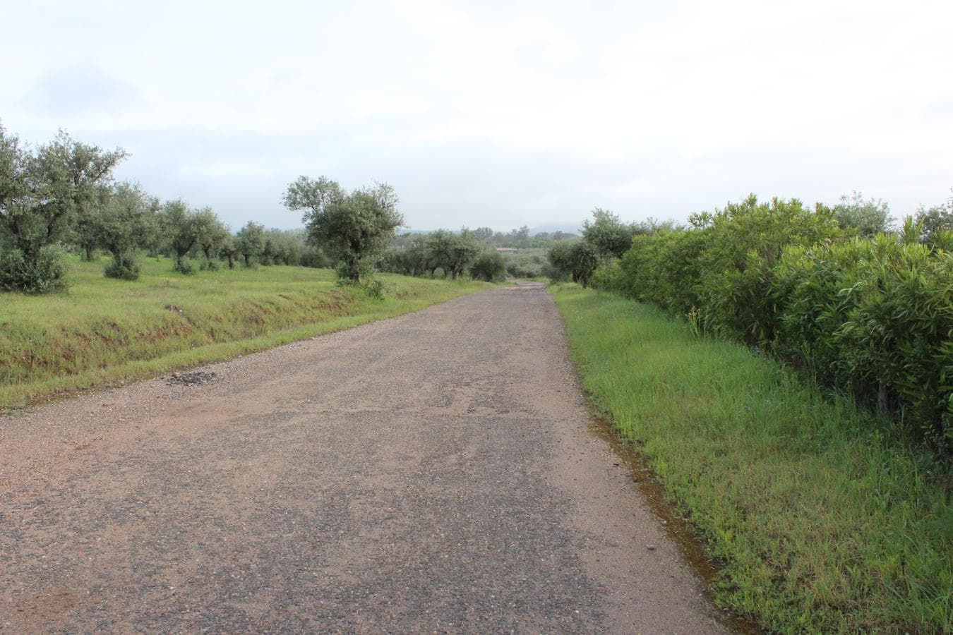 2/12 Terreno · Campo Maior — imagen 6