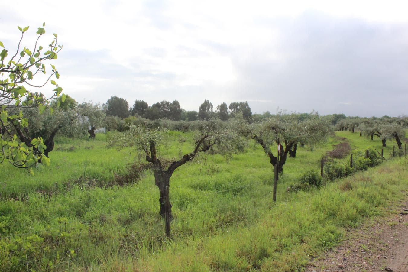 2/12 Terreno · Campo Maior — imagen 2