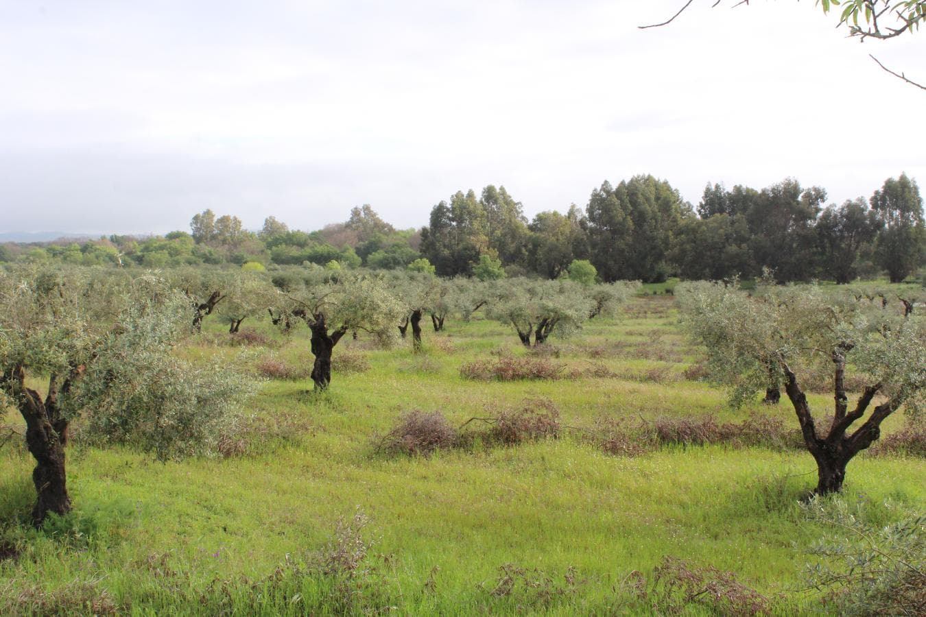 2/12 Terreno · Campo Maior — imagen 9