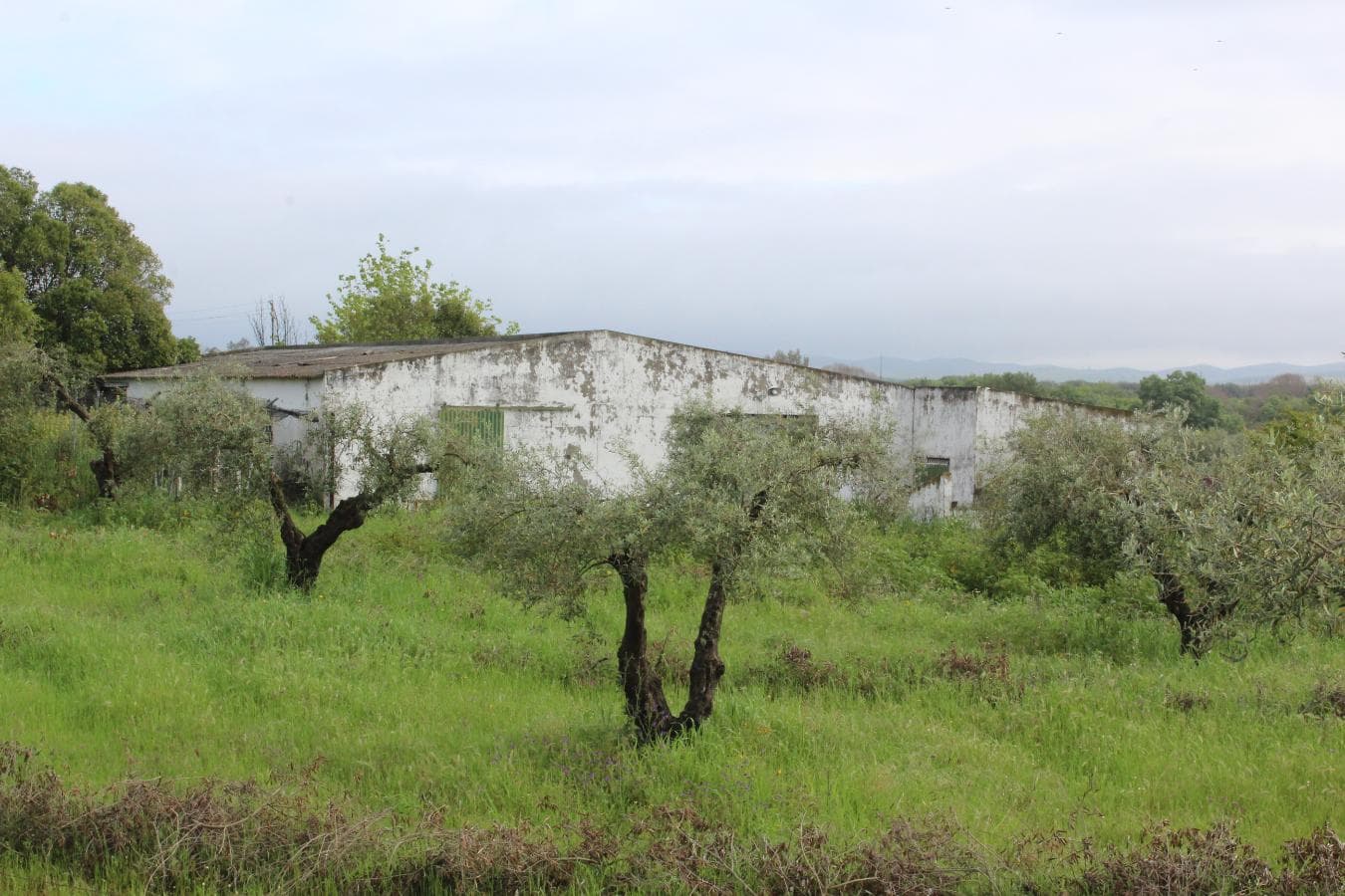 2/12 Terreno · Campo Maior — imagen 7