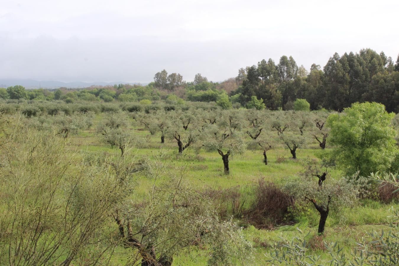 2/12 Terreno · Campo Maior — imagen 1