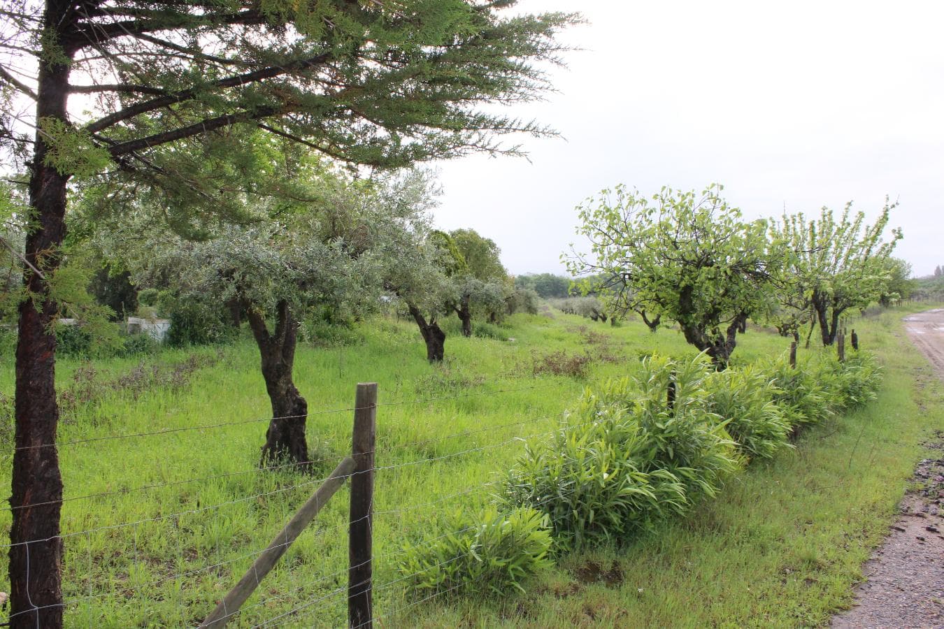 2/12 Terreno · Campo Maior — imagen 8