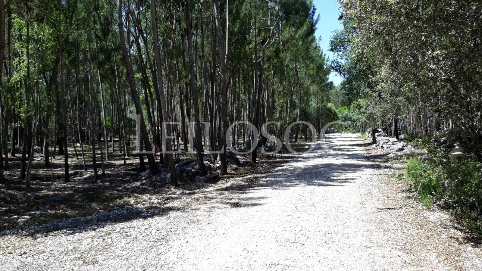 Terreno · Fátima — image 3