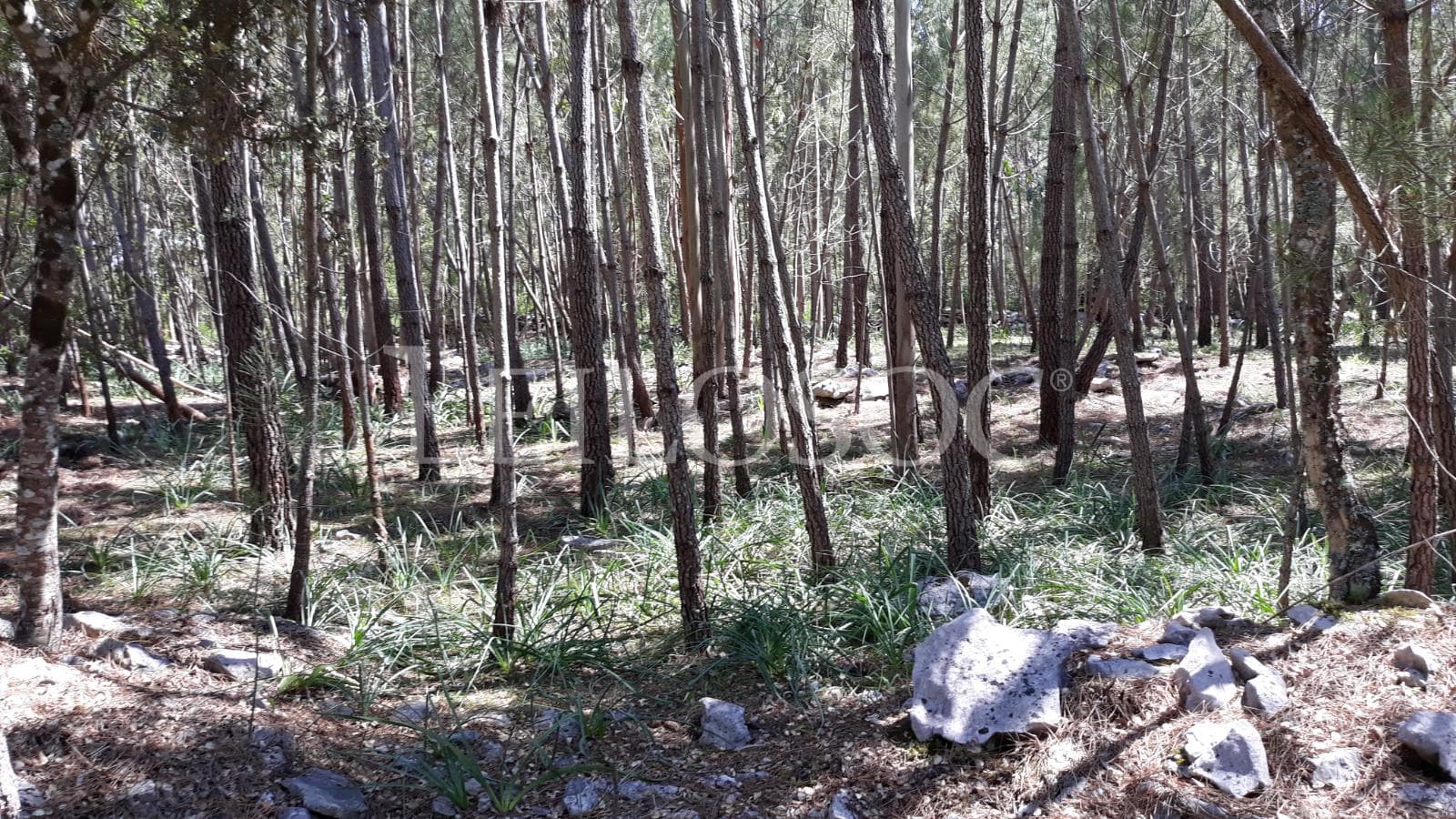 Terreno · Fátima — image 6