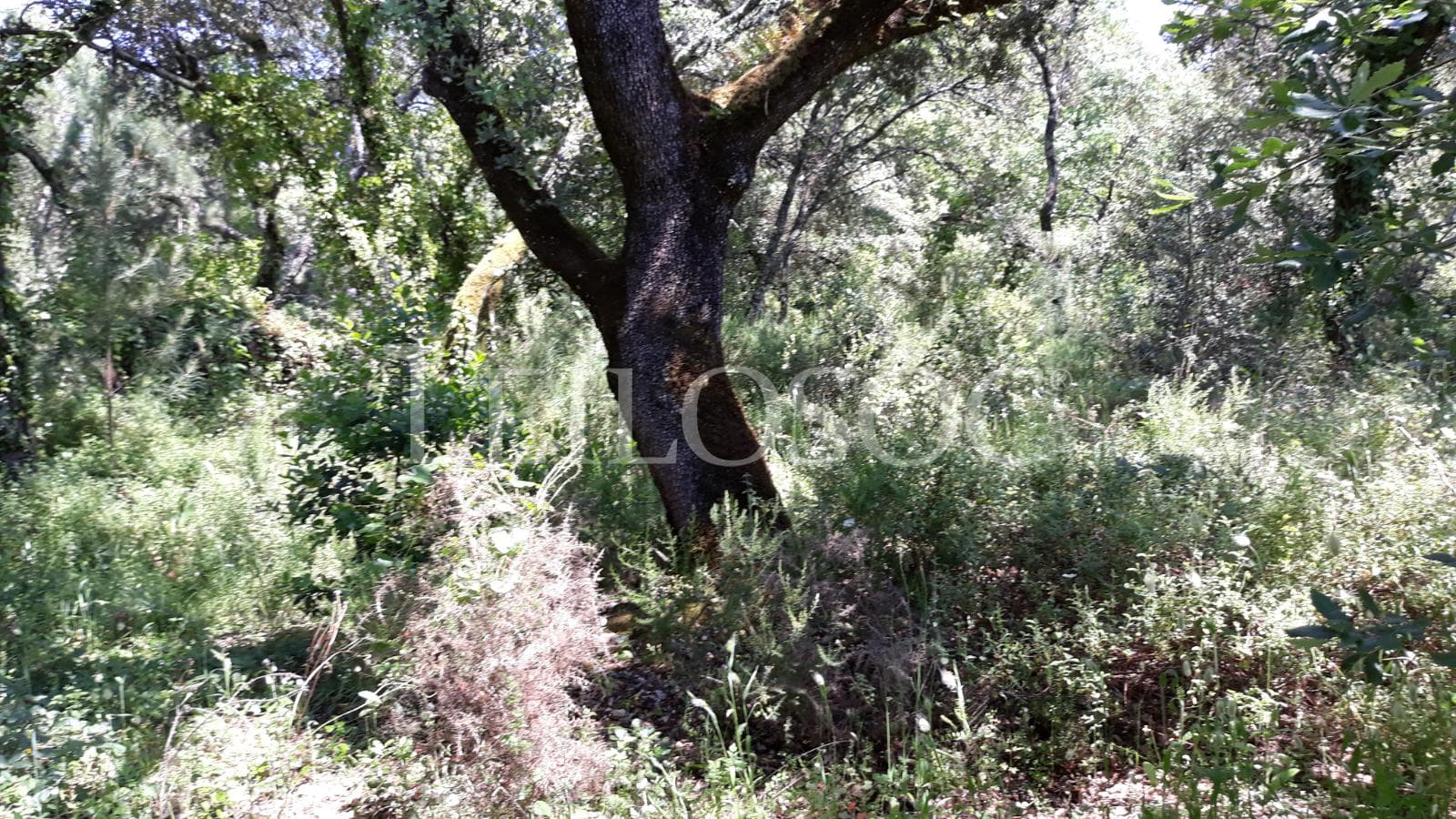 Terreno · Fátima — imagem 2