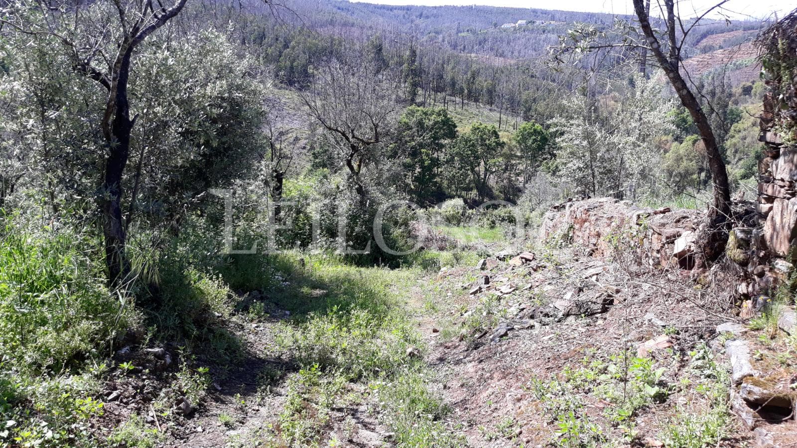 1/3 Terrenos · Figueiró Dos Vinhos — imagem 1