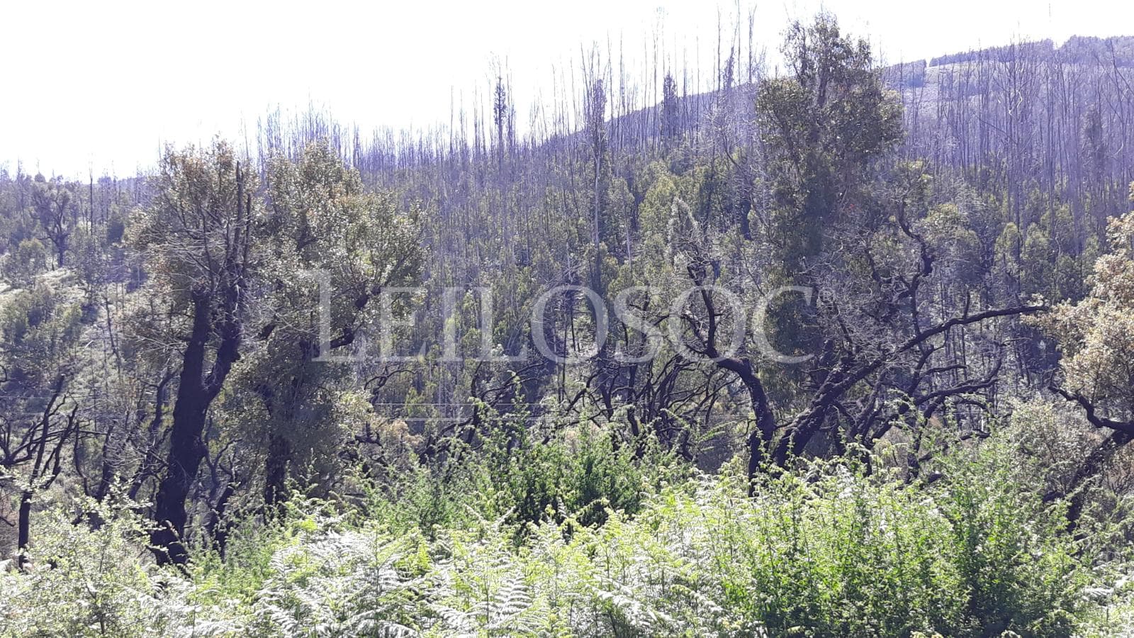 1/3 de Terreno · Figueiró dos Vinhos, Leiria