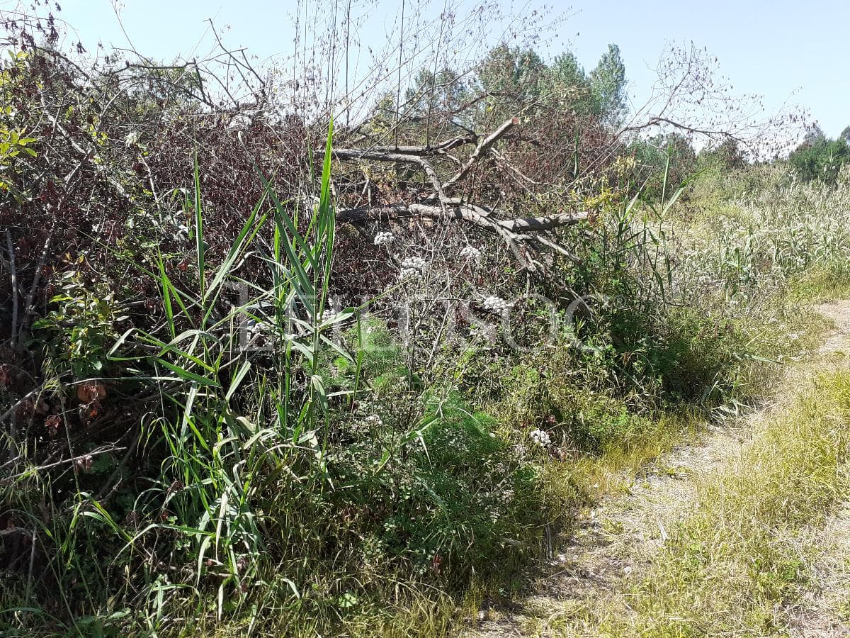 Terreno · Sangalhos — imagem 3