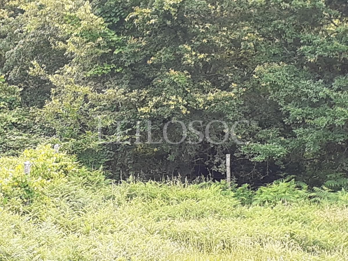 Terrenos · São Pedro do Sul — image 12