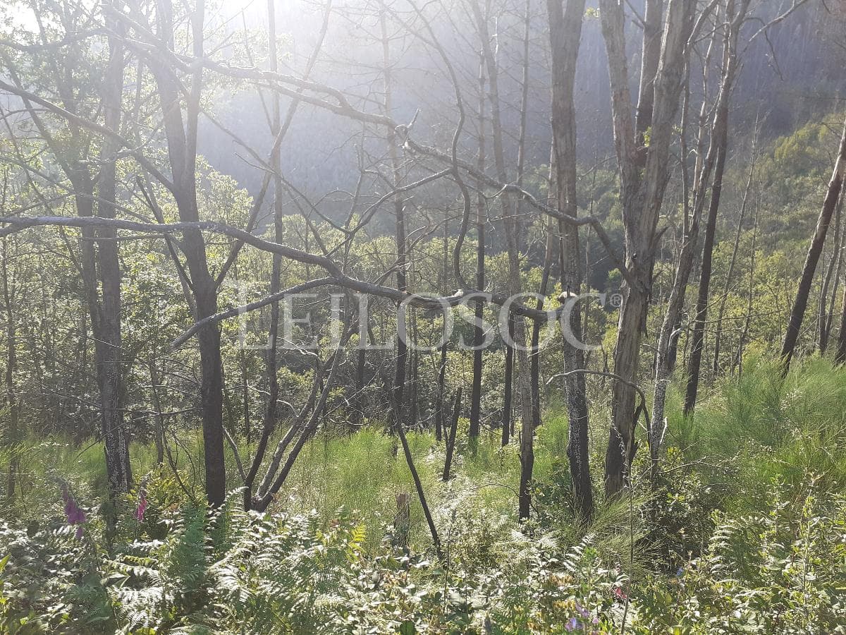 Terreno · Vouzela — imagem 3