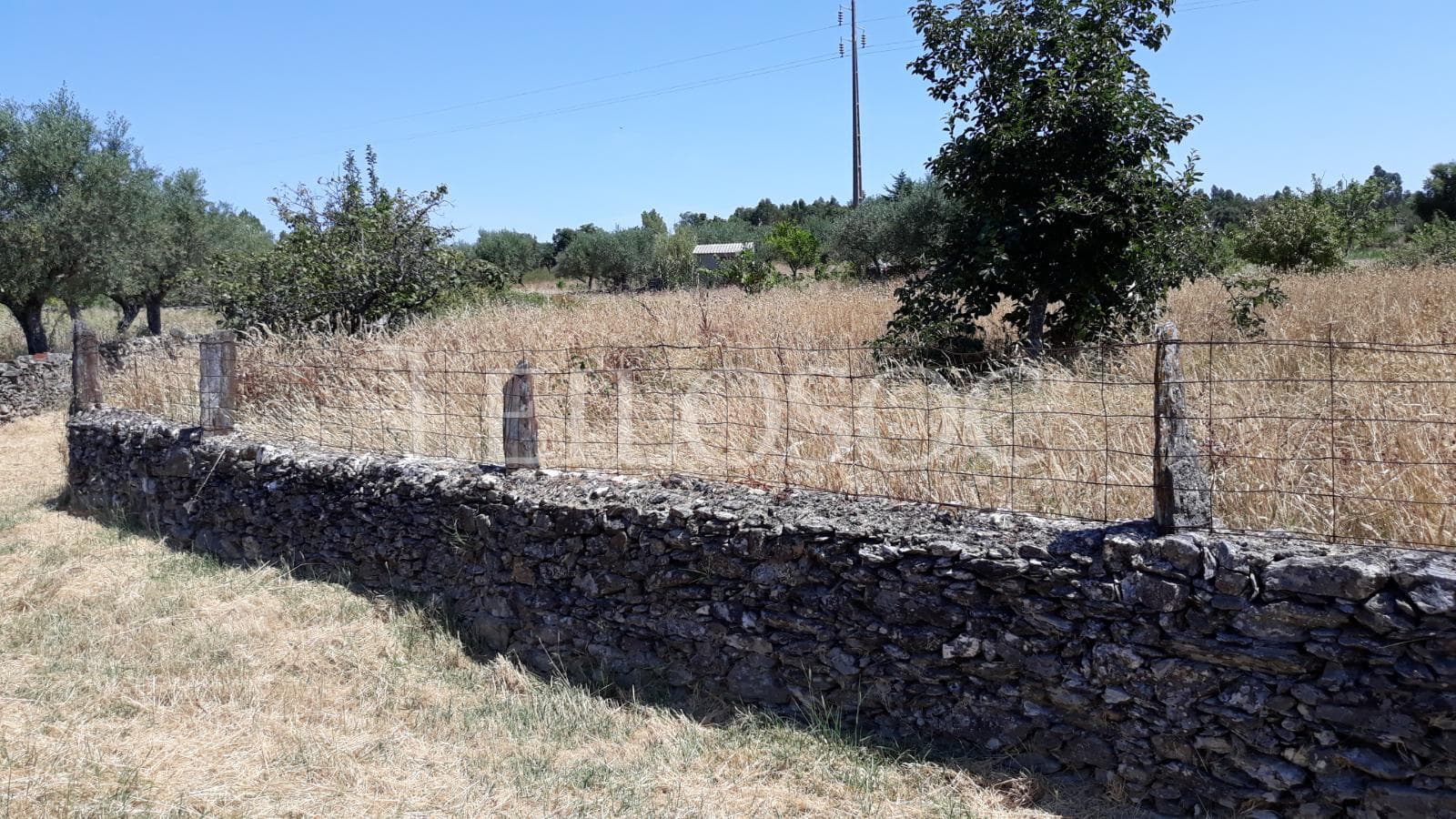 Terrenos · Castelo Branco — imagen 1