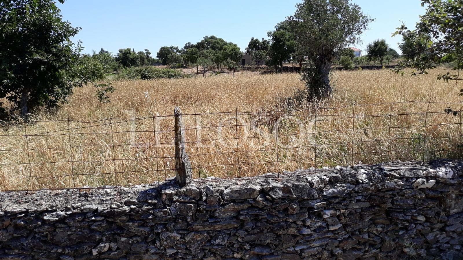 Terrenos · Castelo Branco — imagen 8