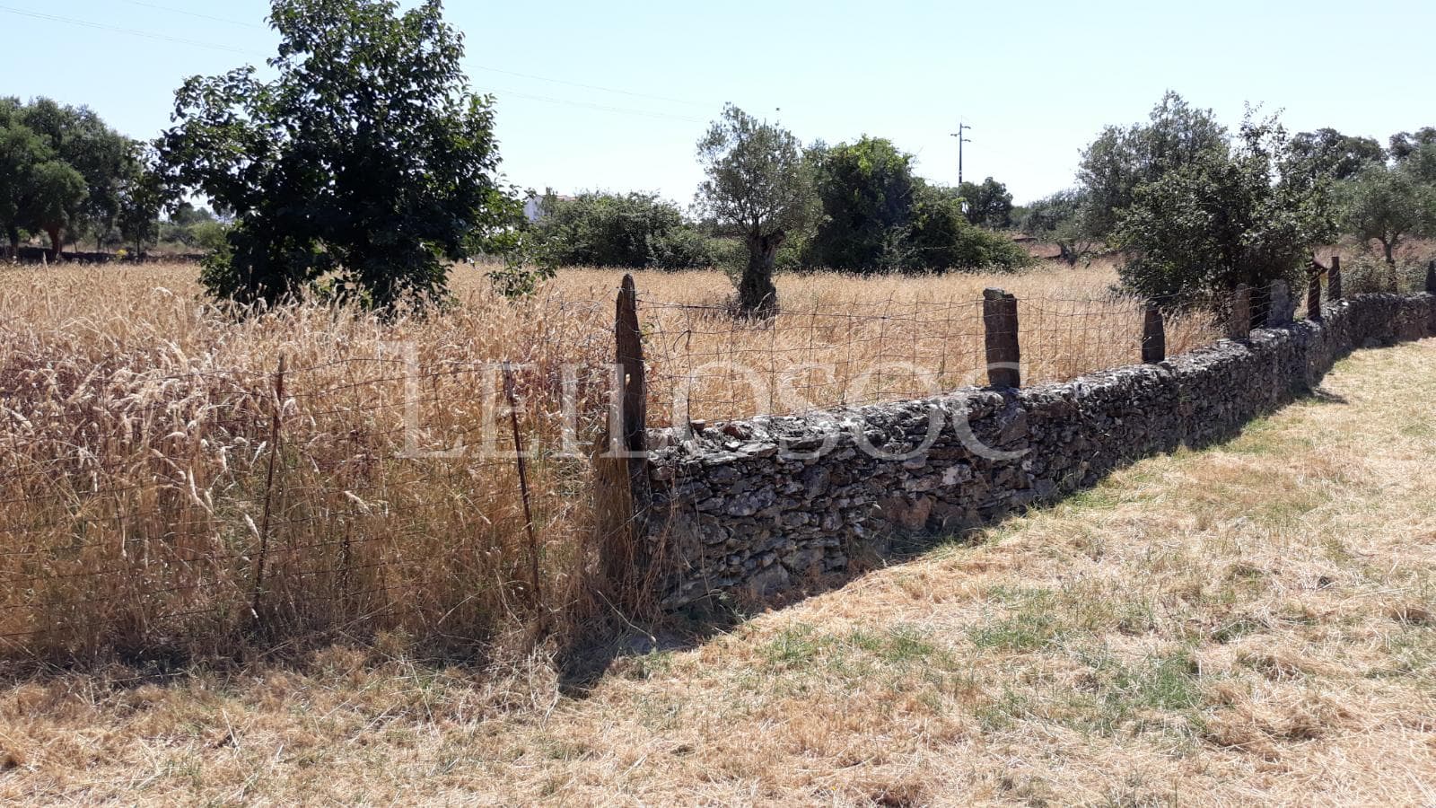 Terrenos · Castelo Branco — imagen 2