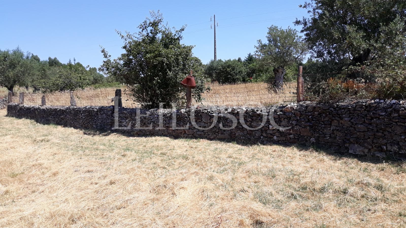 Terrenos · Castelo Branco — imagen 6