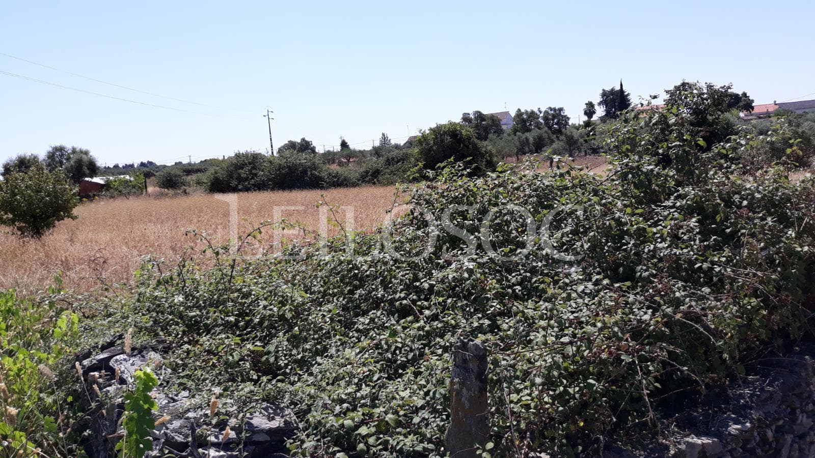 Terrenos · Castelo Branco — imagen 10