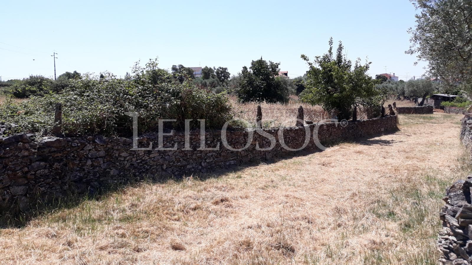 Terrenos · Castelo Branco — imagen 7