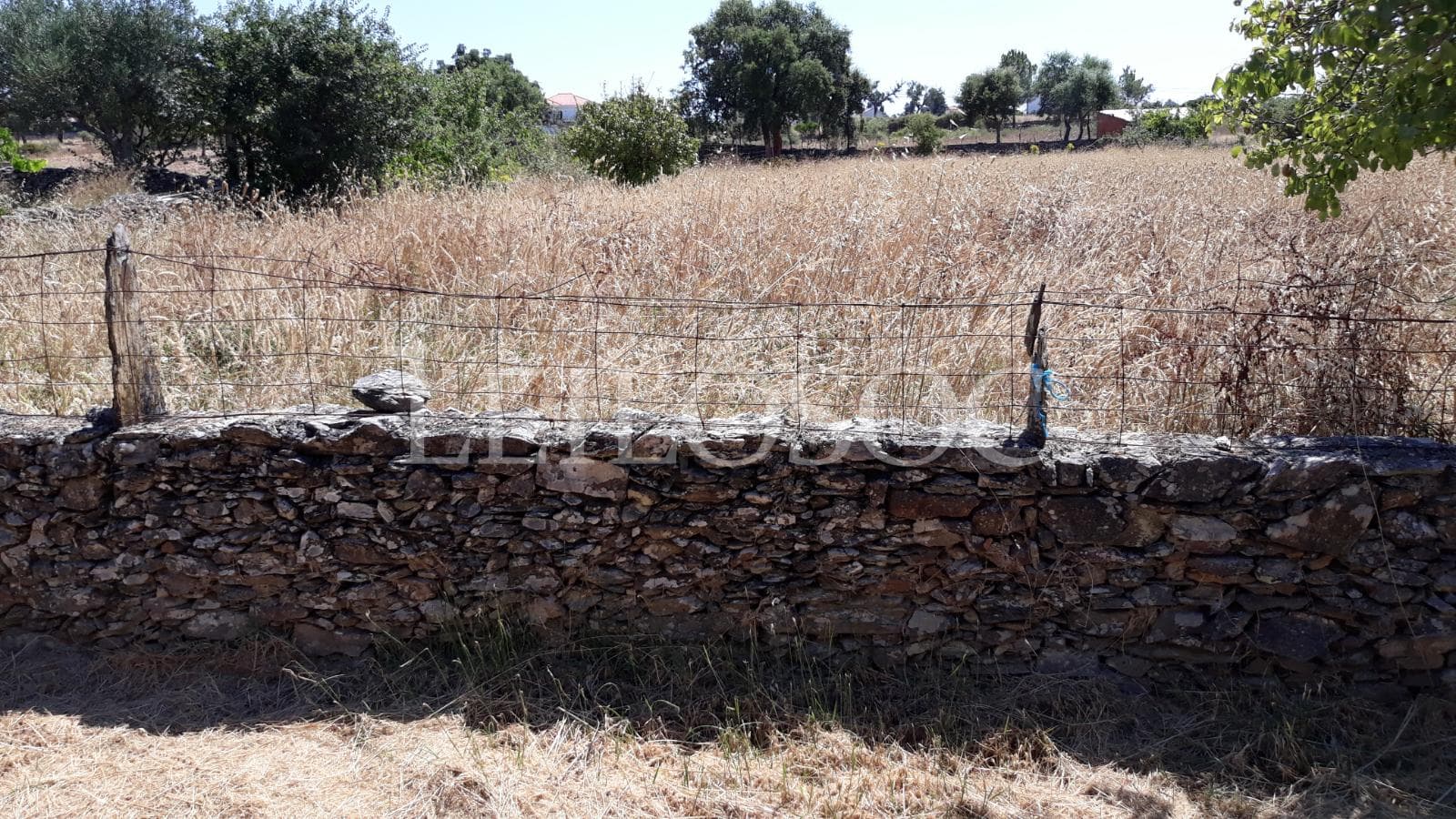 Terrenos · Castelo Branco — imagen 12