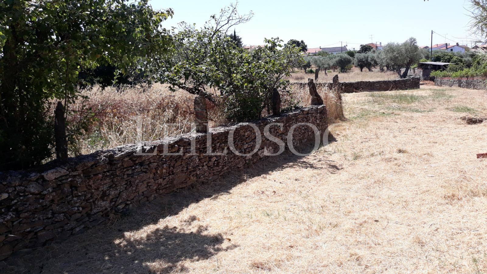 Terrenos · Castelo Branco — imagen 13