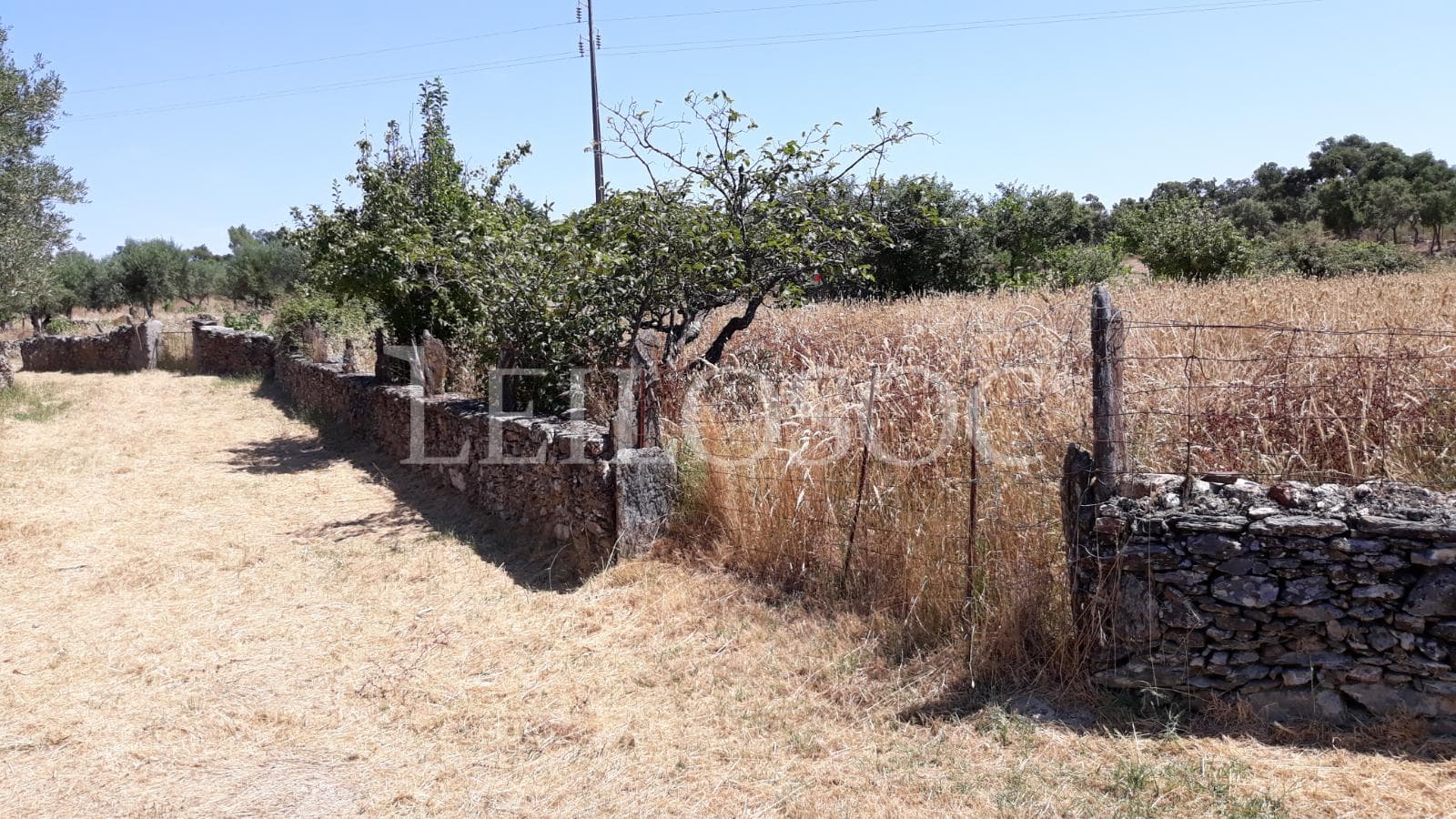Terrenos · Castelo Branco — imagen 3