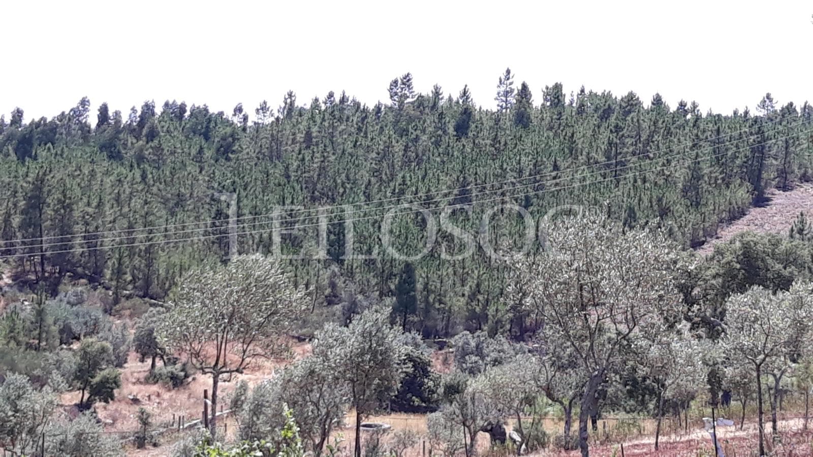 Terreno · Castelo Branco — imagen 4