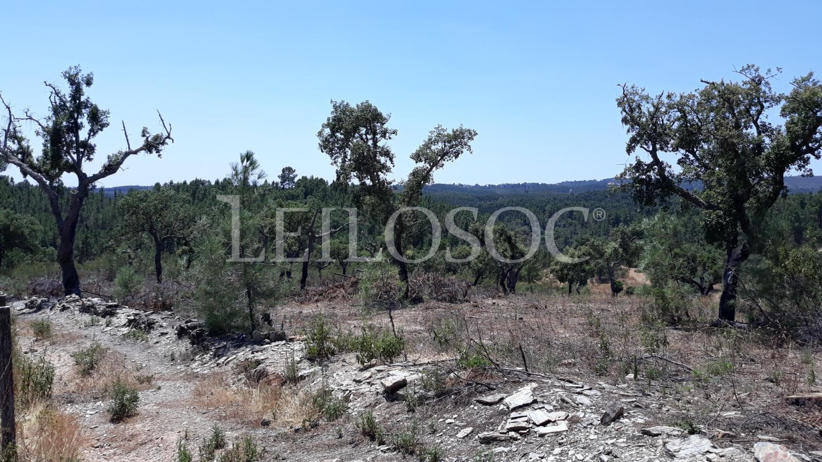 Terreno · Castelo Branco — imagen 1