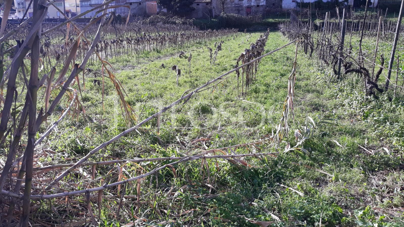 Terreno · Vila Nova de Poiares — image 1