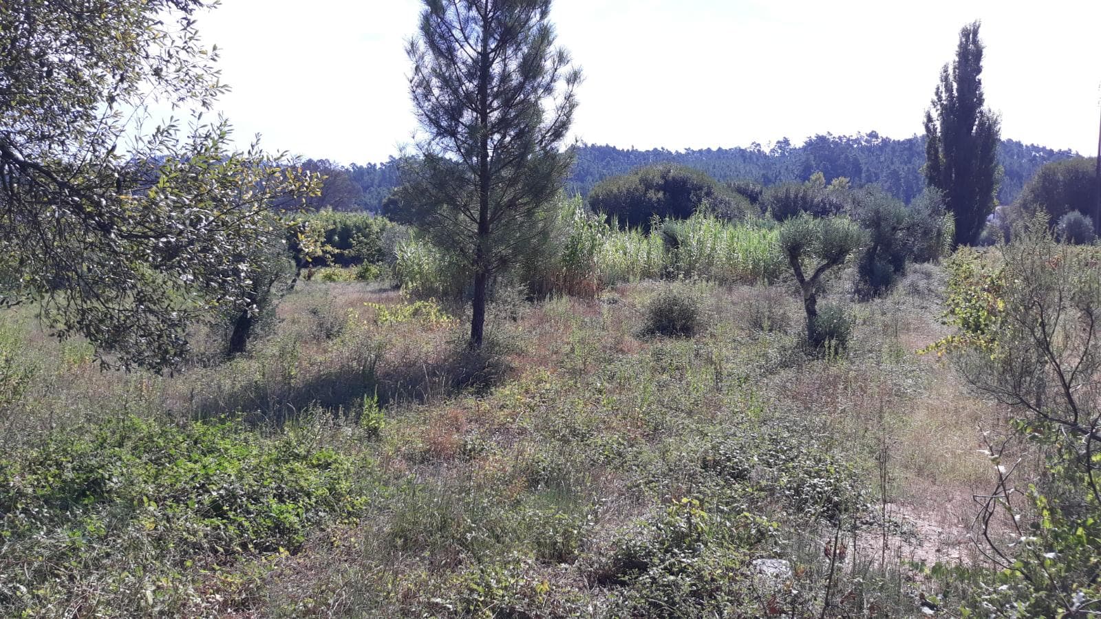 1/3 de Terreno · Ourém — imagen 4