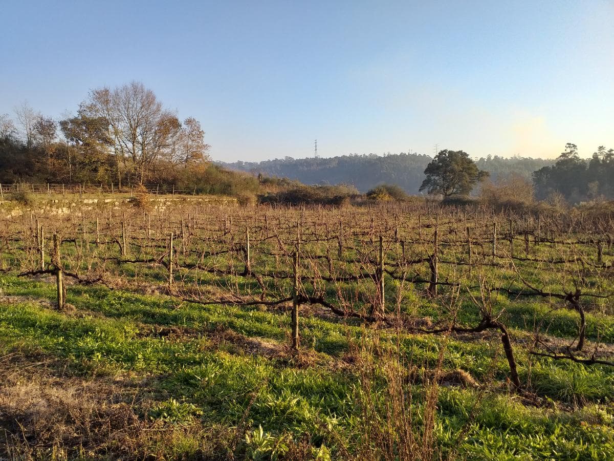 Quinta · Moradia V4 + Terrenos · Ponte de Lima — imagen 1
