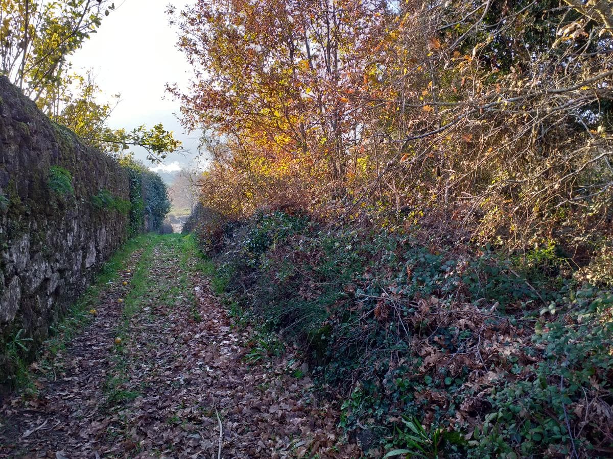 Quinta · Moradia V4 + Terrenos · Ponte de Lima — imagen 11