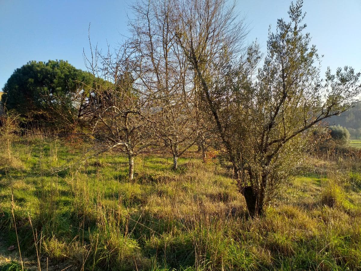Quinta · Moradia V4 + Terrenos · Ponte de Lima — imagen 2