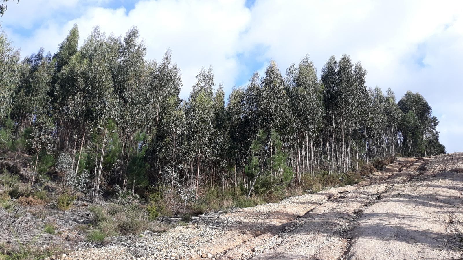 Terrenos · Leiria — imagen 3